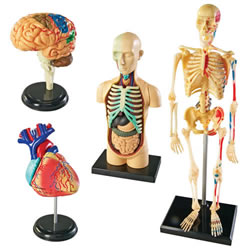 Anatomy Models