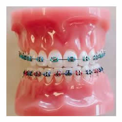 Teeth